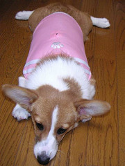 Resize of PICT0880a_thumb.jpg